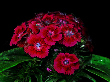BLÜTEN