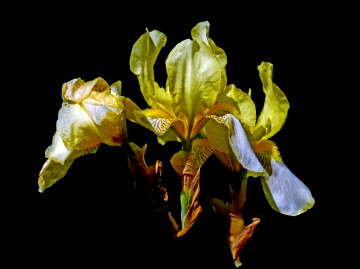 BLÜTEN