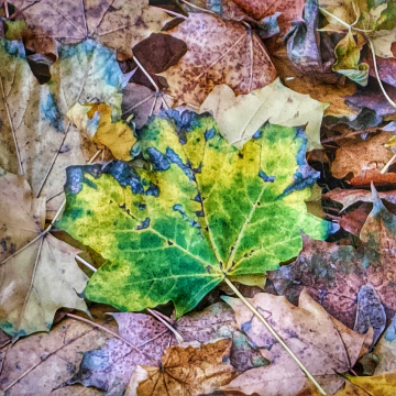 THE LAST GREEN LEAF 