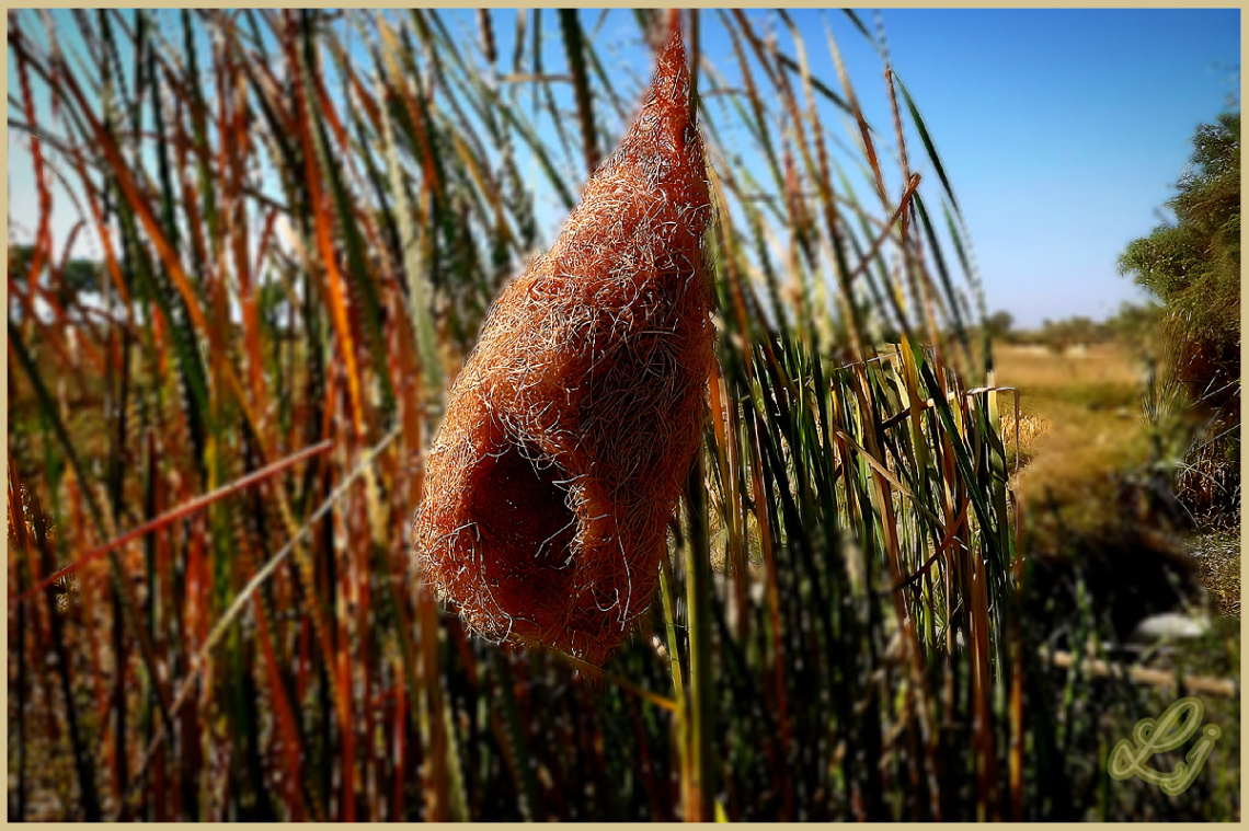 بیا گھونسلہ، Weaver's Nest 