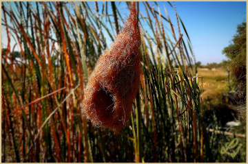 بیا گھونسلہ، Weaver's Nest 