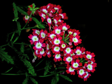 BLÜTEN