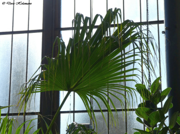 Livistona chinensis, the Chinese fan palm 