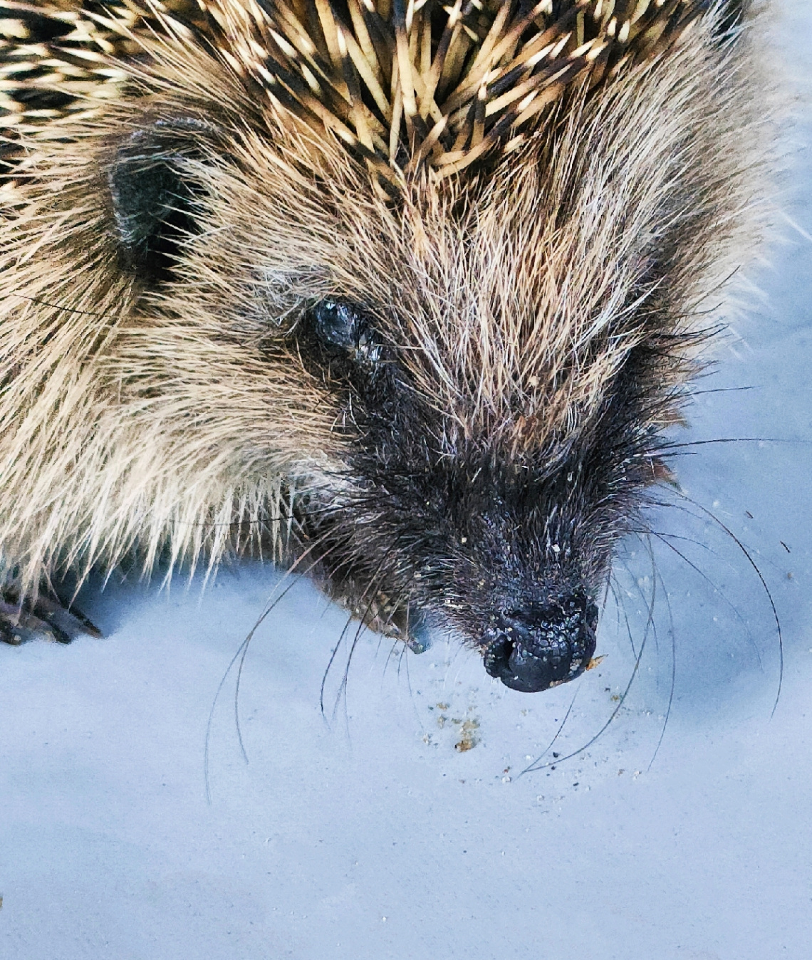 HEDGEHOG