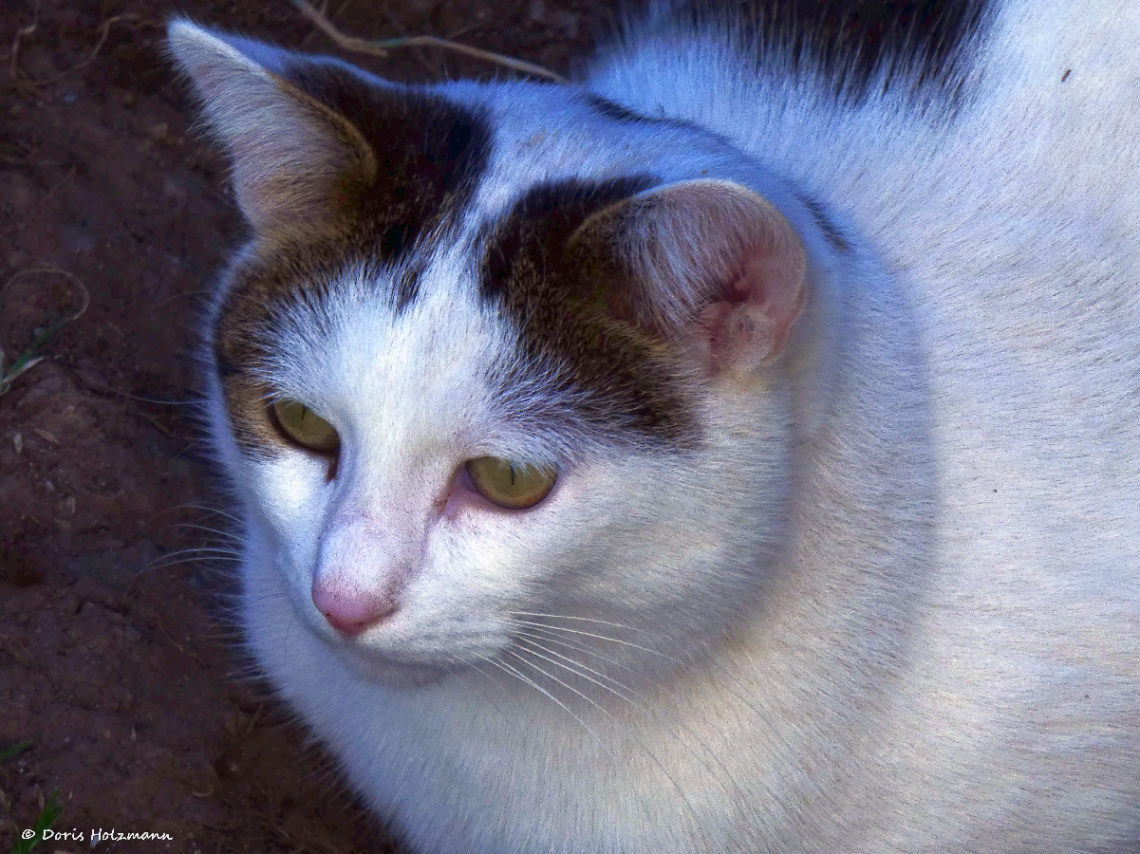 Neighbour's cat 