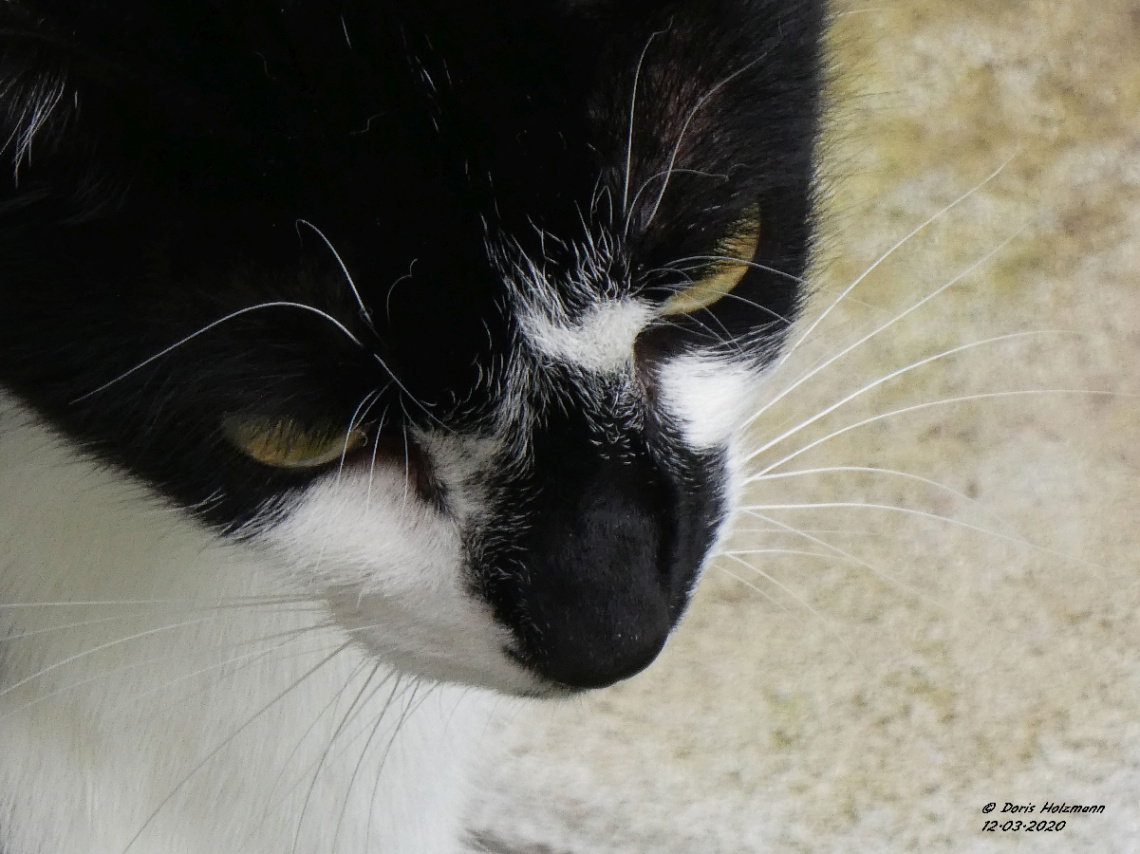 Neighbour's cat 