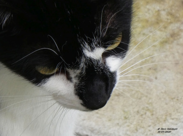 Neighbour's cat 