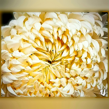 Chrysanthemum, Macro, گلءداؤدی