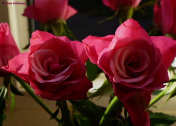 roses
