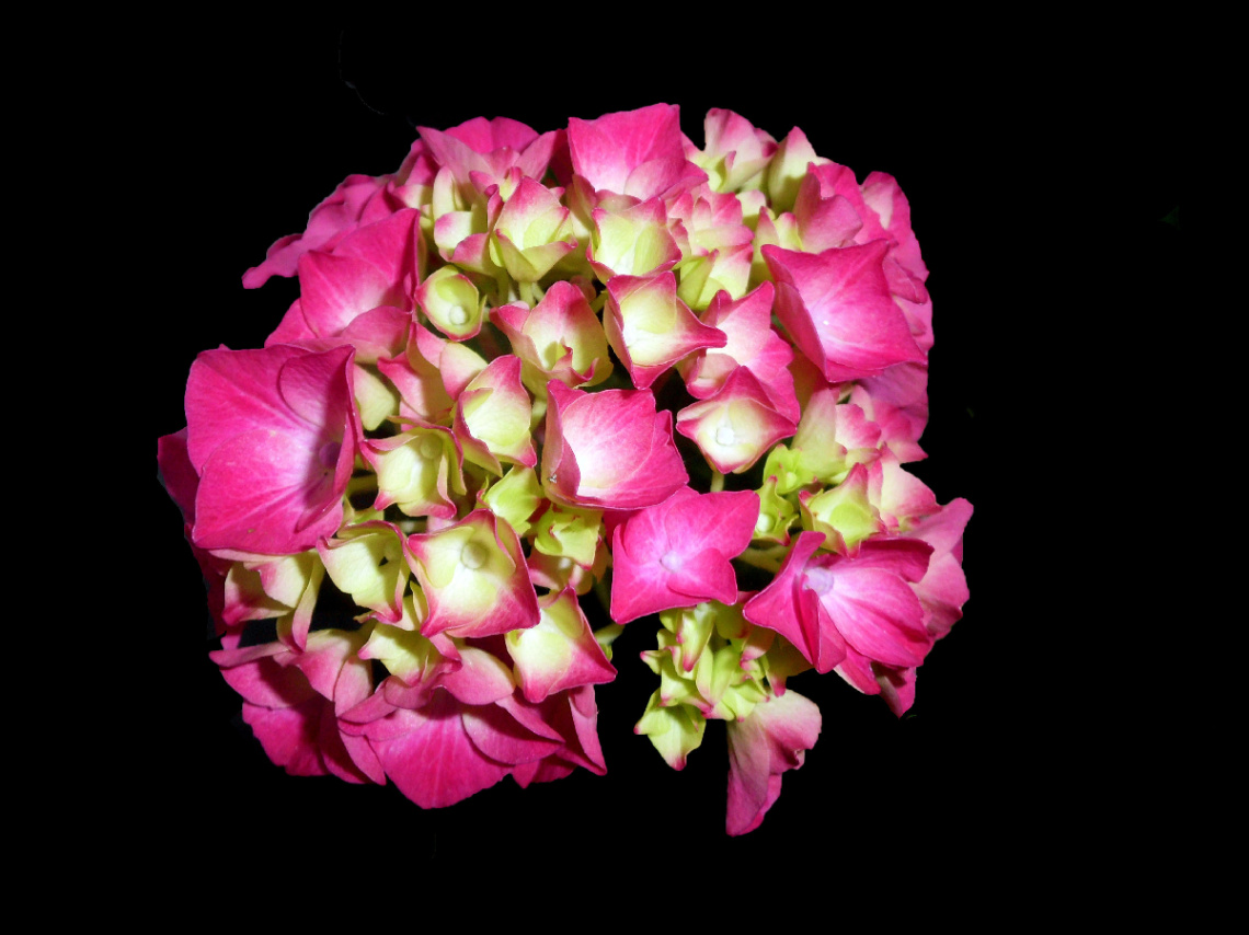 BLÜTEN
