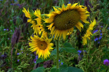BLÜTEN