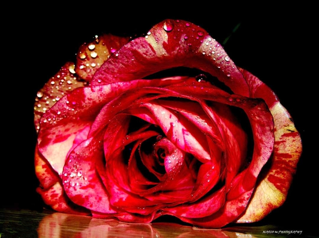 ROSE WITH WATERDROPS 