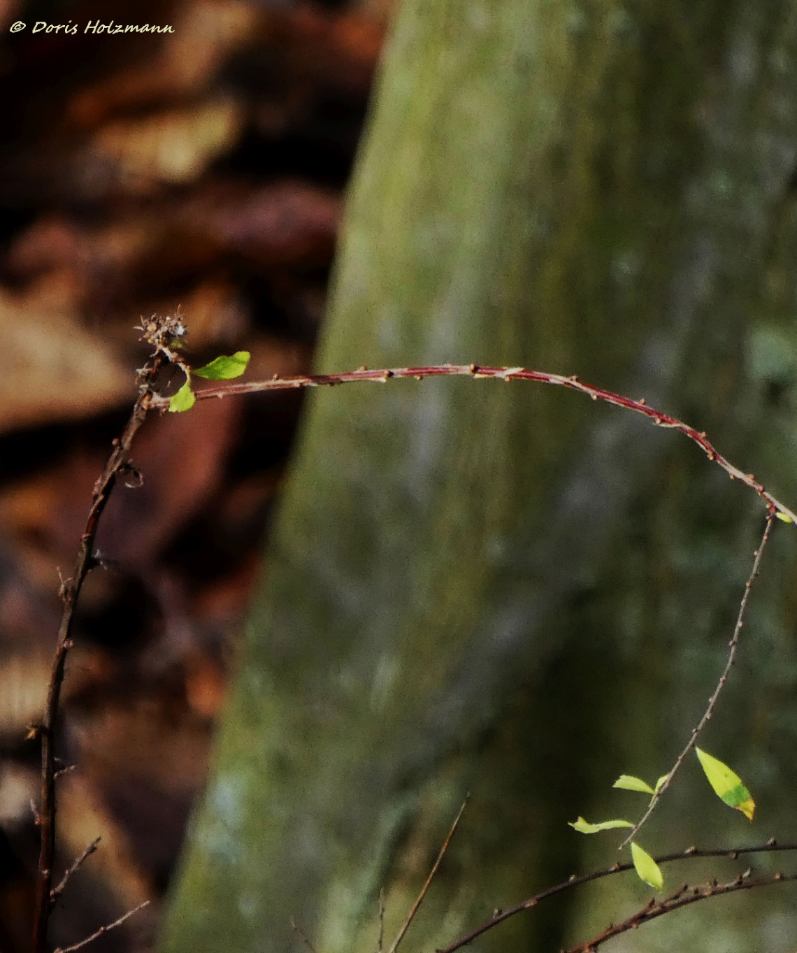 Twig 