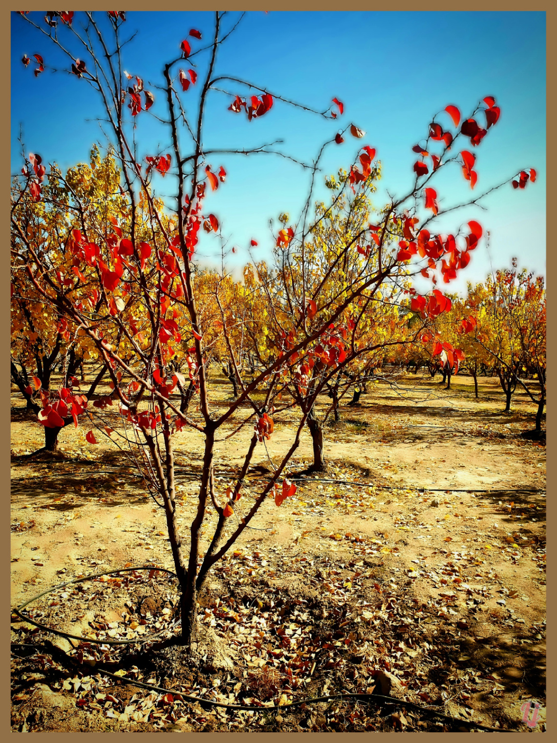 Autumn colours ⚜ ⚜ 