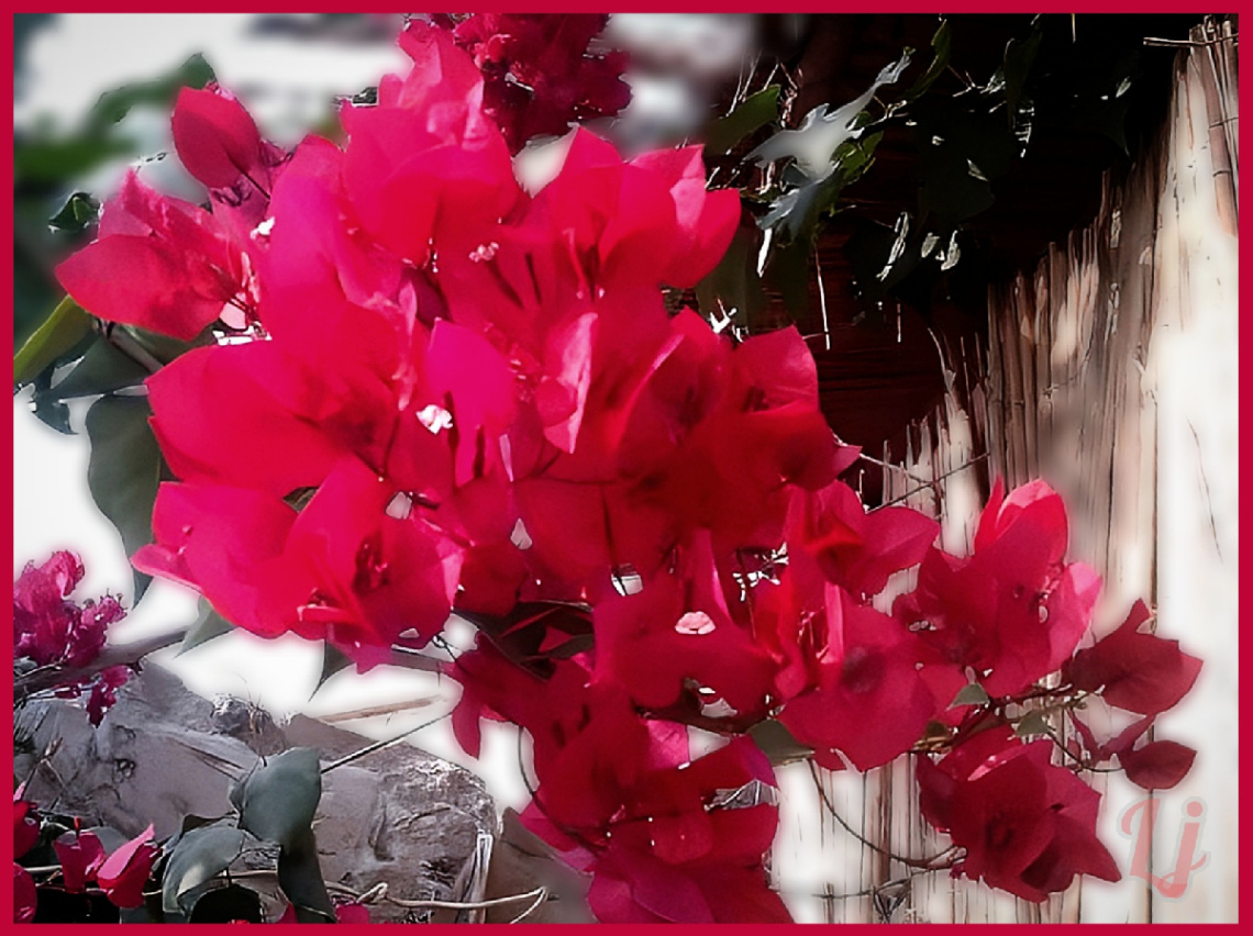 Bougainvillea ⚜ ⚜ 