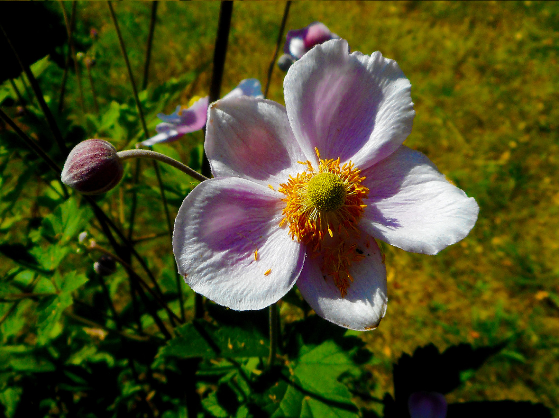 BLÜTE