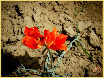 گواڑخ ،Wild Tulip of Balochistan 