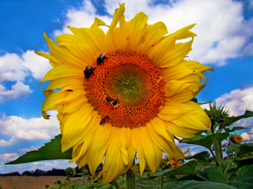 BLÜTE