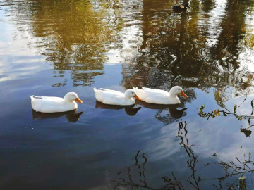 ON THE POND