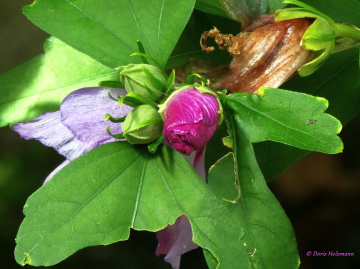 Hibiscus