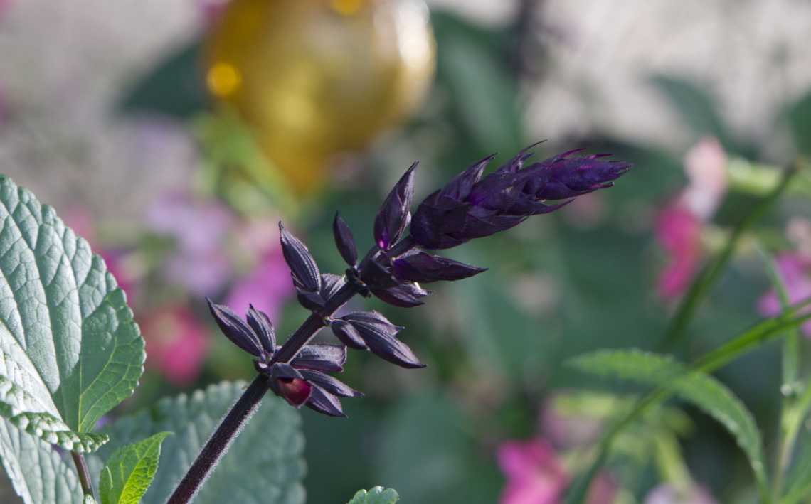 Flowers in Tivoli - 2023.