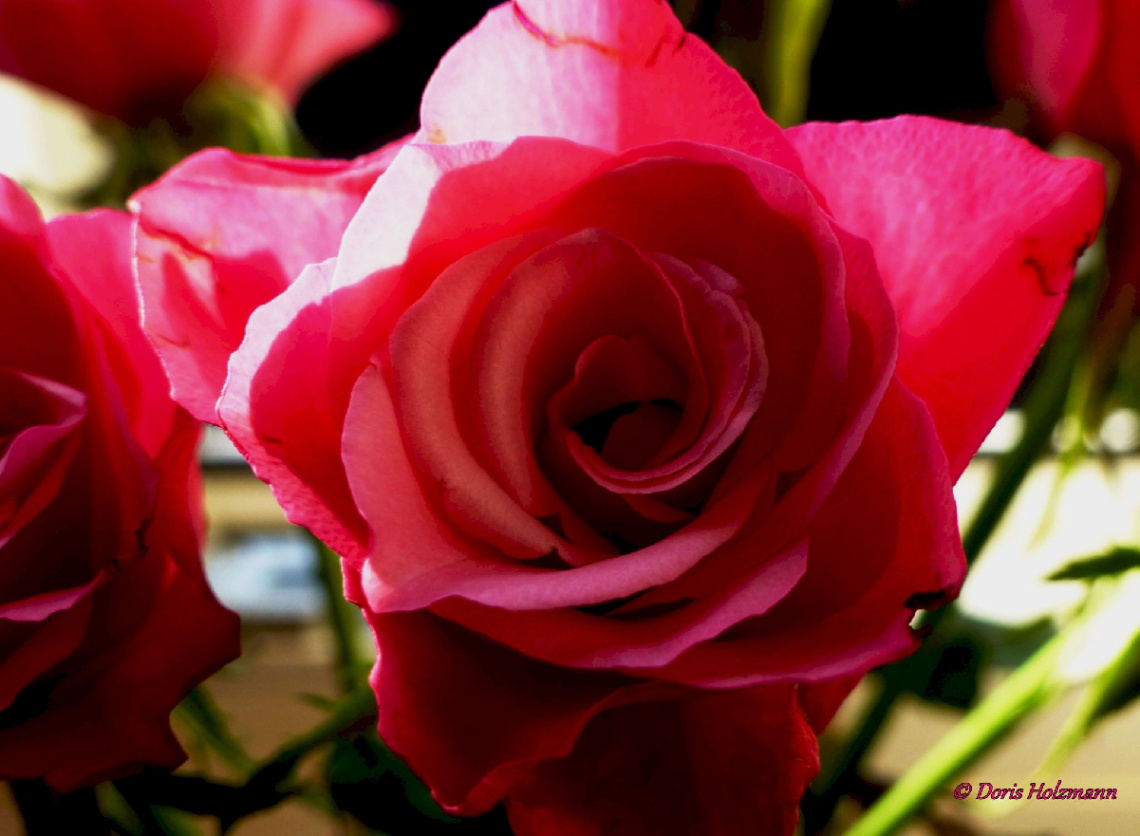 Rose