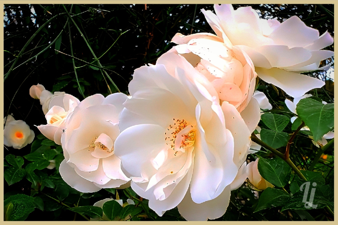 گلاب، Beautiful Roses⚜ ⚜ ⚜ 