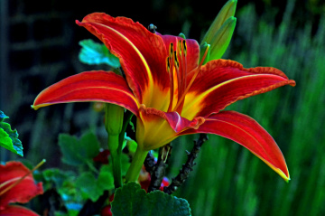 BLÜTE