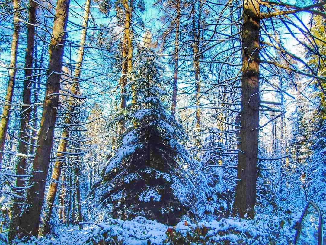 WINTER FOREST