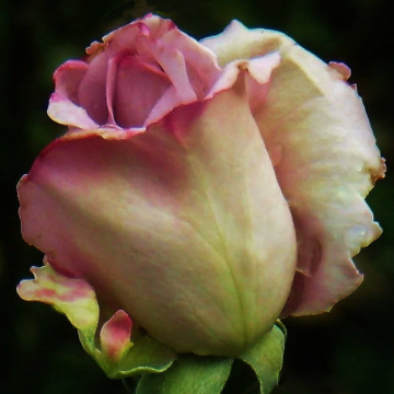 ROSE FOR YOU