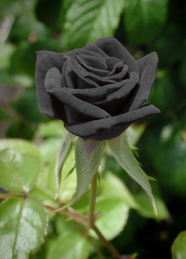 Siyah Gül / Black Rose