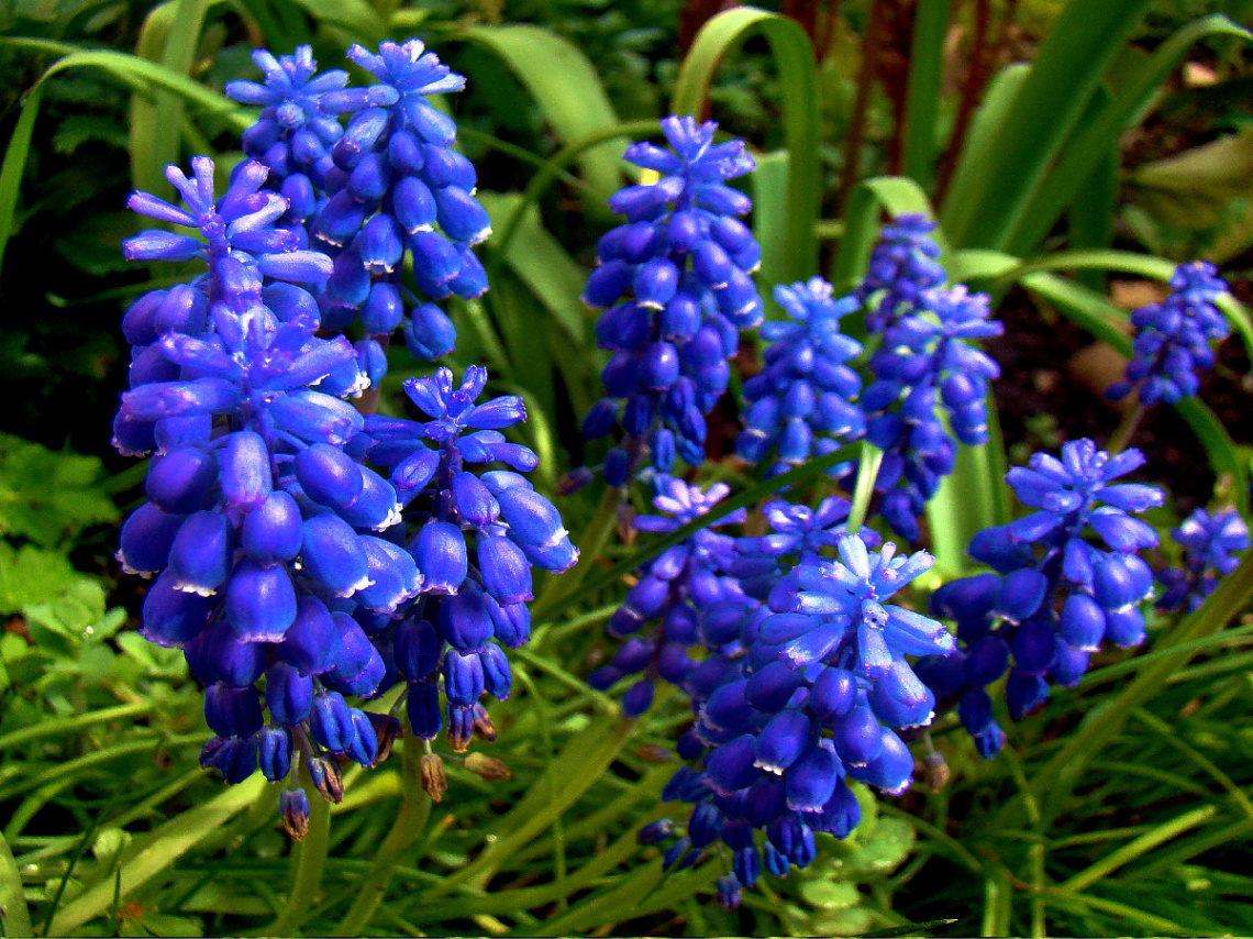 BLÜTEN