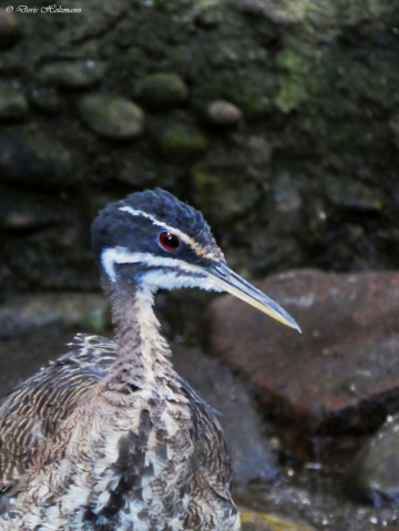 sunbittern (Eurypyga helias) 