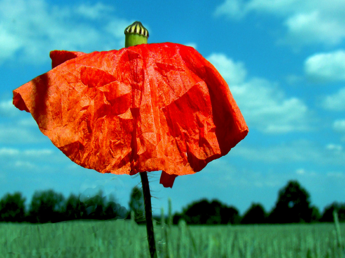 BLÜTE