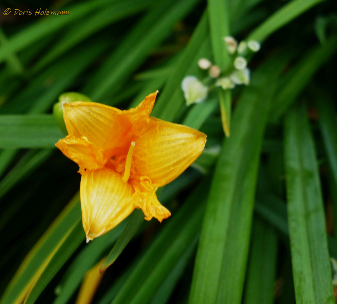 Amur daylily