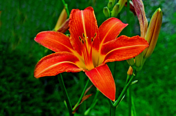 BLÜTE