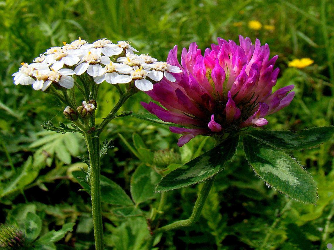 BLÜTEN