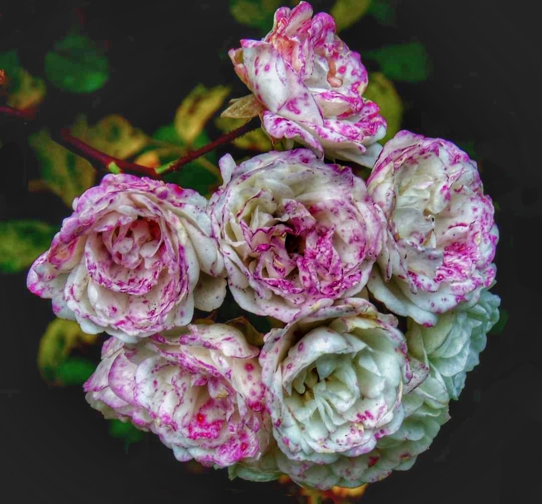 BOUQUET OF SPECKLED ROSES