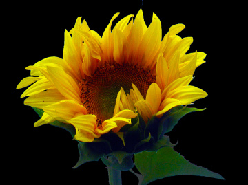 BLÜTE