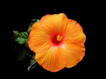 BLÜTE