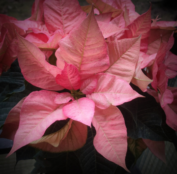 PONSETTIA