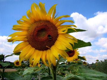 BLÜTEN