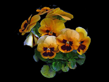 BLÜTEN