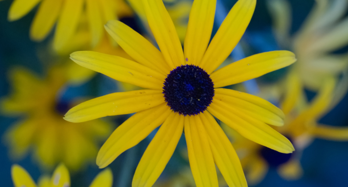 Flowers in Tivoli - 2023.
