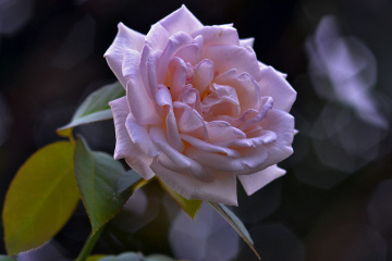 mawar pink