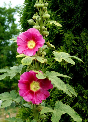 MALLOW