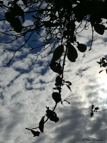 skyward