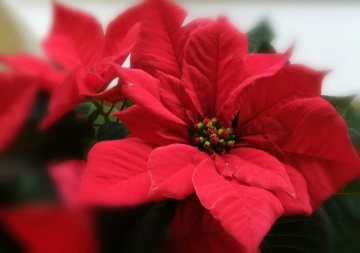 RED POINSETTIA 