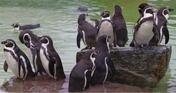 Copenhagen Zoo 2023.