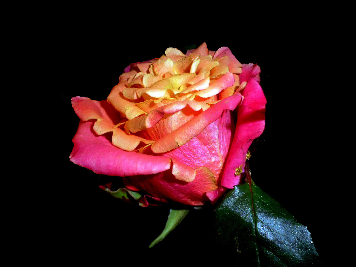 BLÜTE